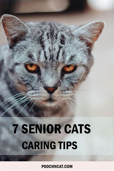 senior cat health insurance.